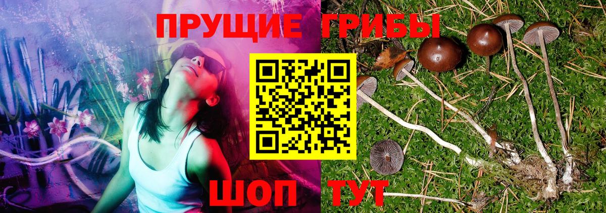 Галлюциногенные грибы GOLDEN TEACHER  Вход с VPN  Великий Новгород 